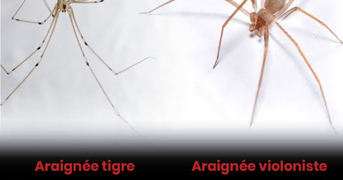 L’araignée-tigre : la protection naturelle contre l’araignée violoniste