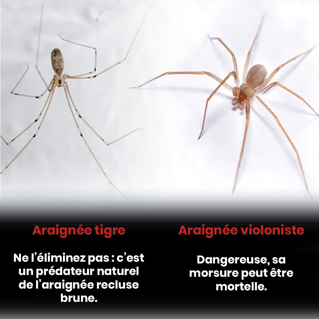 L’araignée-tigre : la protection naturelle contre l’araignée violoniste