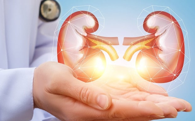 Illustration de reins en bonne santé