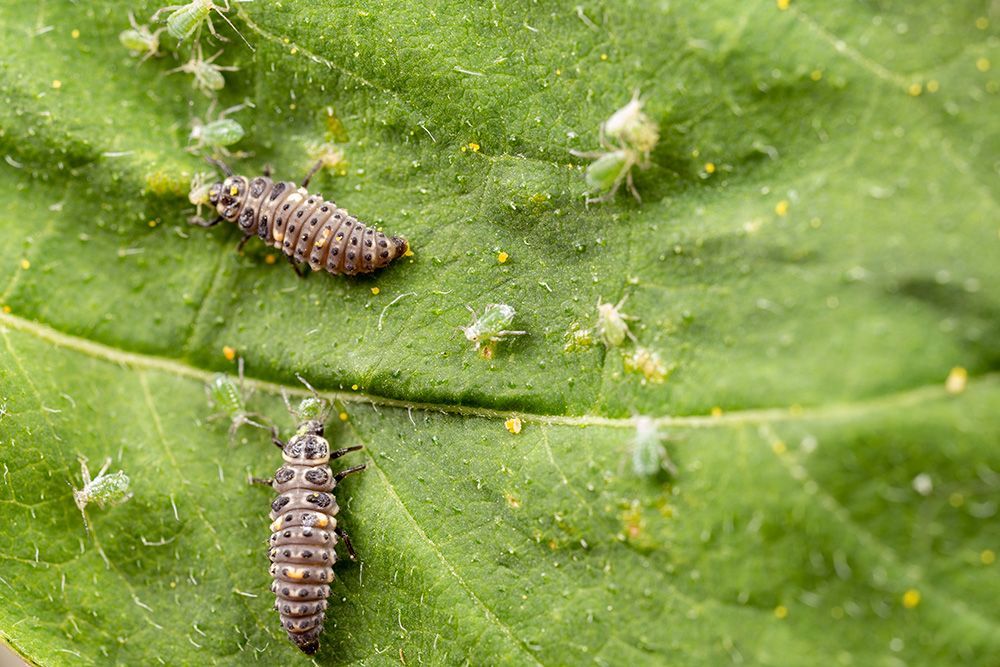 Lutte biologique contre les pucerons