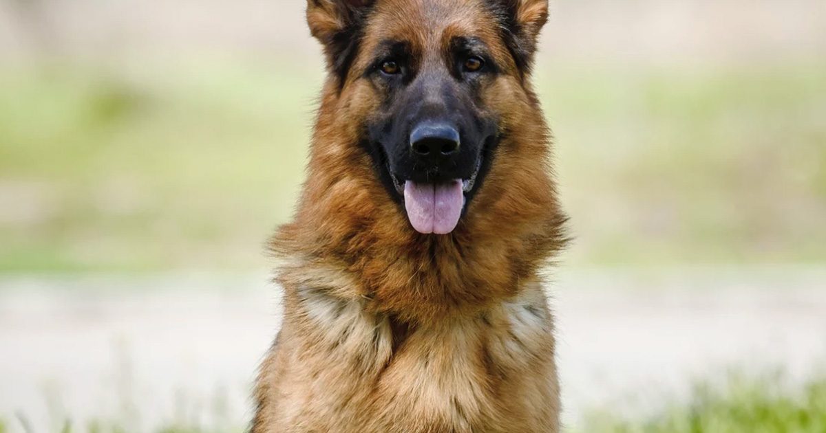 Le chien a aboyé désespérément sur une femme enceinte