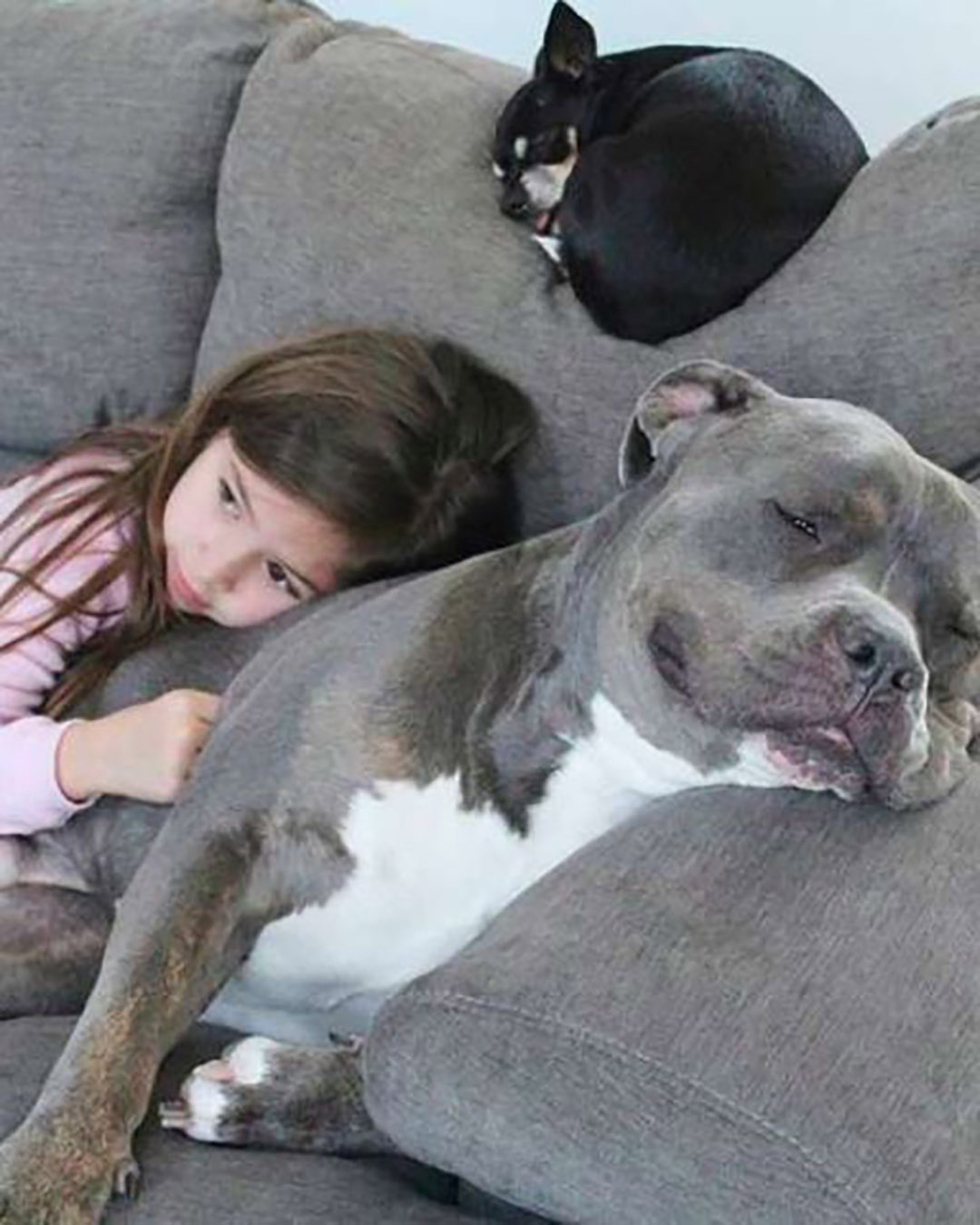 Le chien qu’ils voulaient que nous mettions dehors est la seule raison pour laquelle ma fille dort enfin toute la nuit