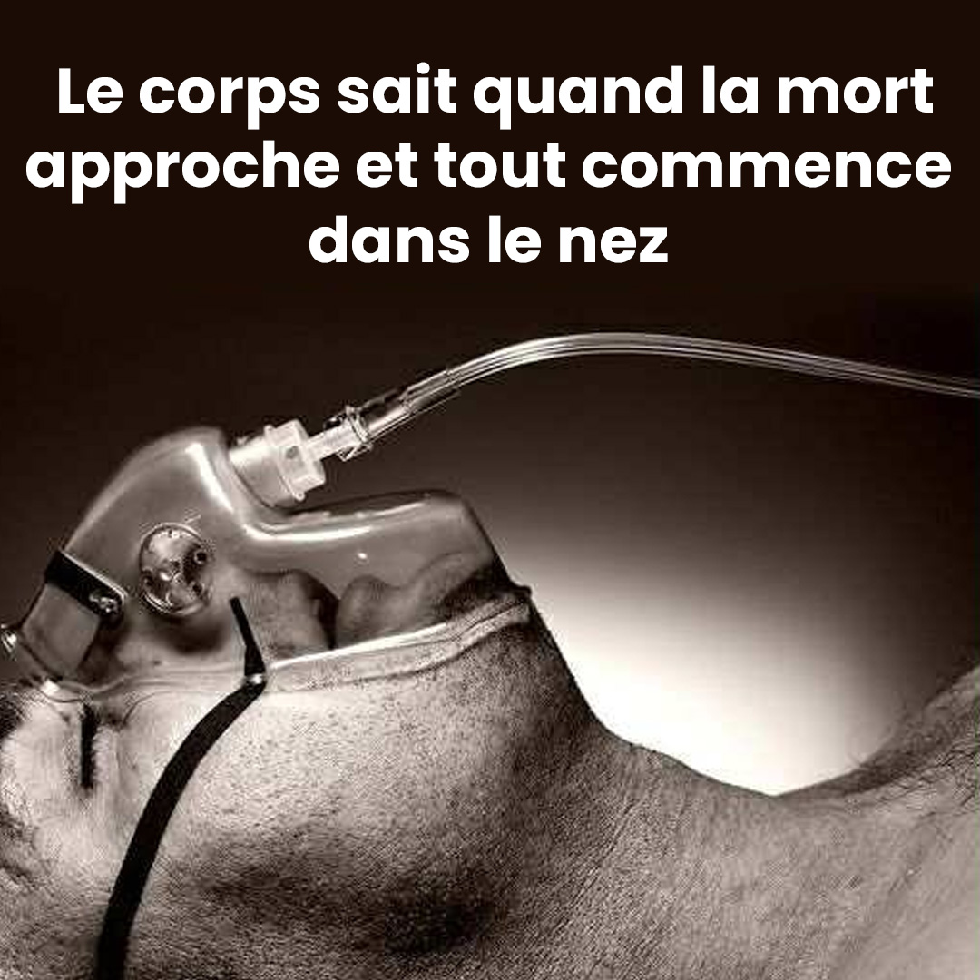 Le corps sait quand la mort est proche… et tout commence dans le nez