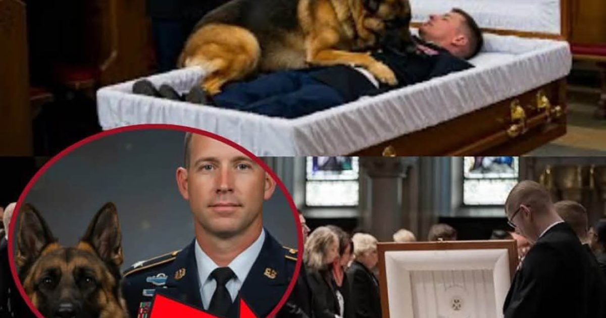 Le dernier adieu poignant d’un chien policier à son maître