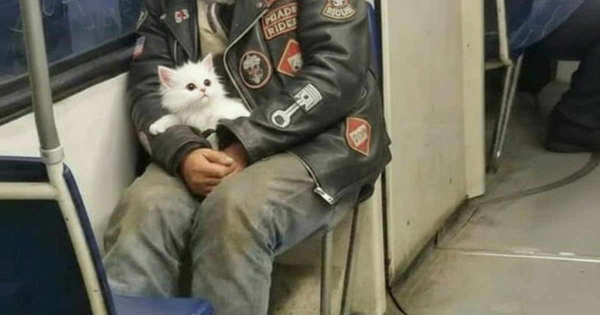 Le motard dans le métro pleurait en serrant un chaton contre lui — et personne ne comprit pourquoi… jusqu’à ce qu’il parle