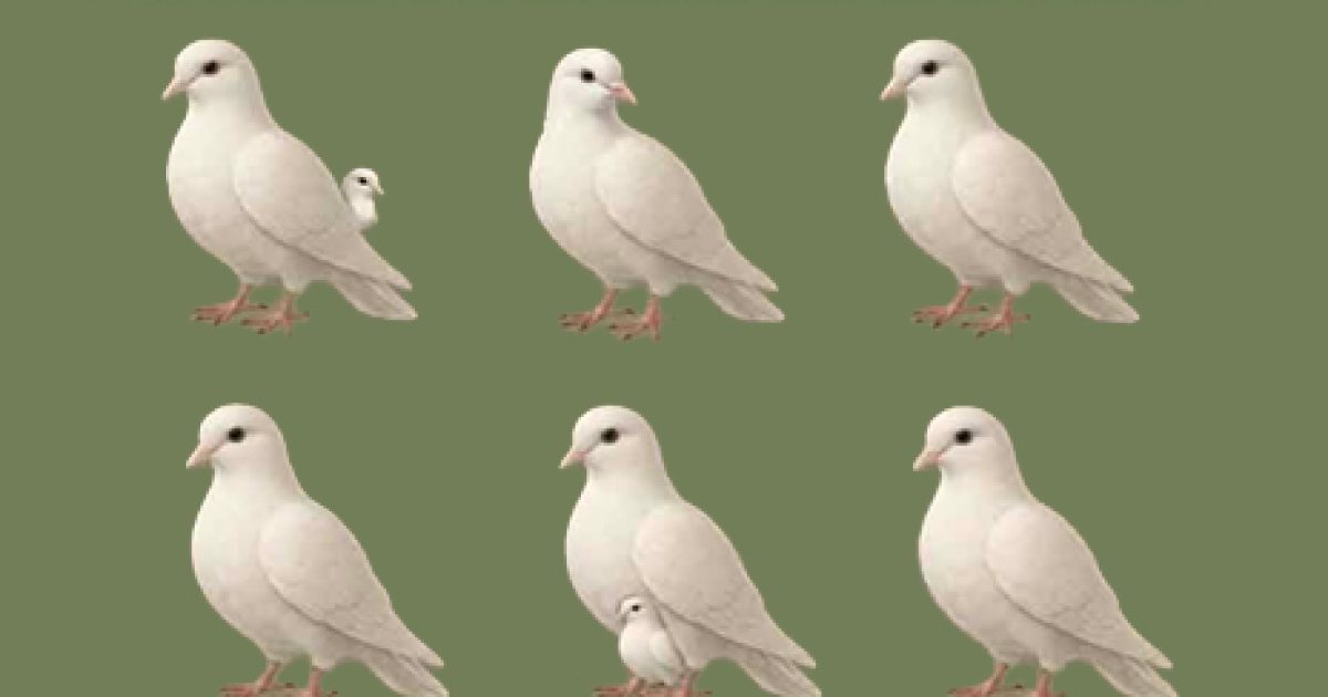 Le nombre de colombes que vous voyez révèle votre personnalité