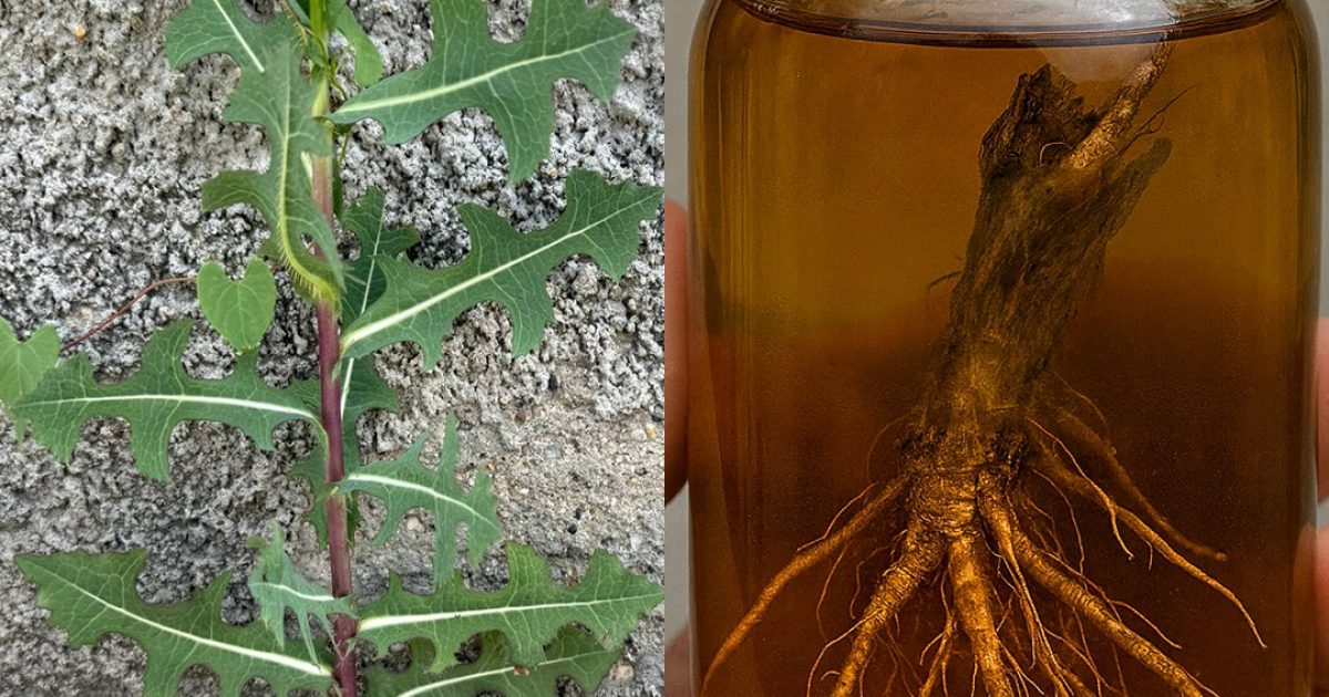 Le pouvoir caché de la racine de Lactuca serriola (laitue épineuse)