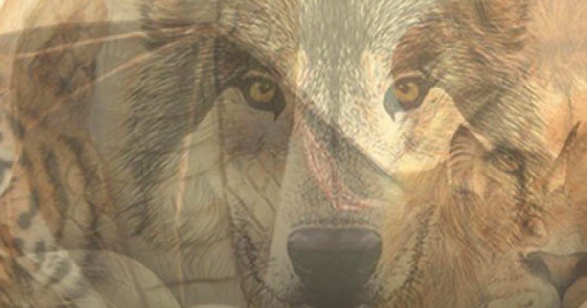 Le premier animal que vous verrez sur cette image révélera qui vous êtes !