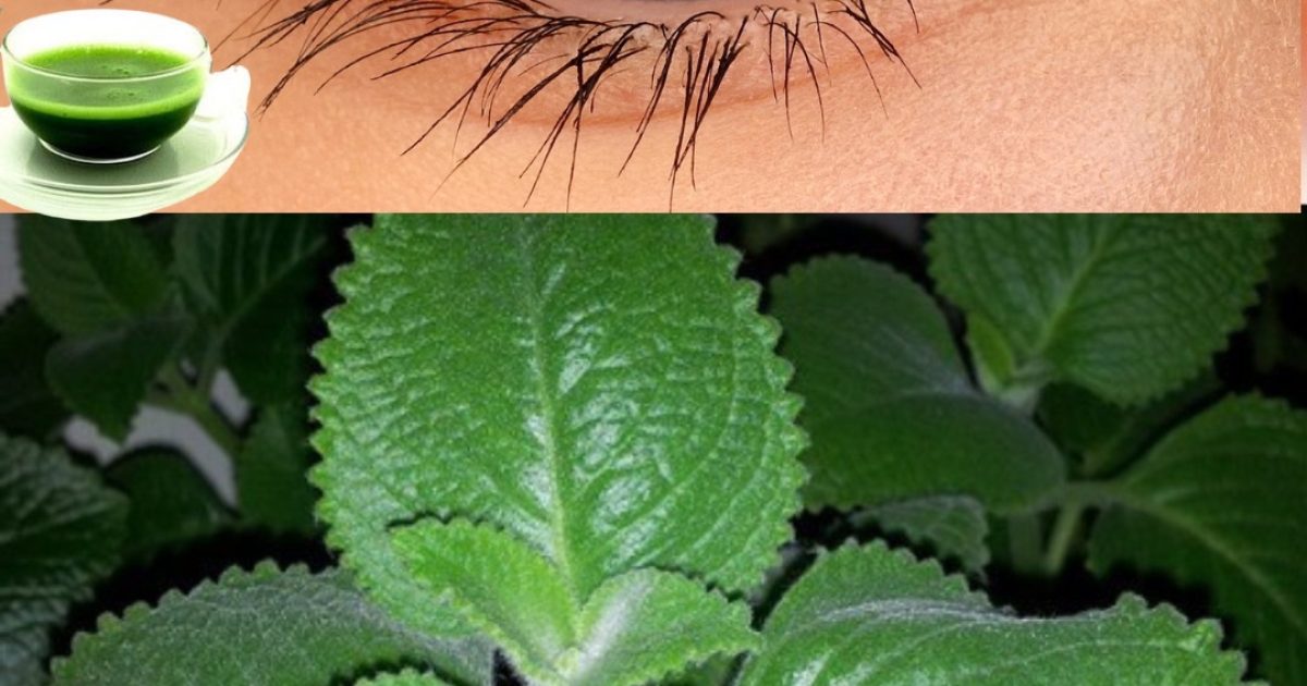 Le remède naturel pour améliorer la santé oculaire