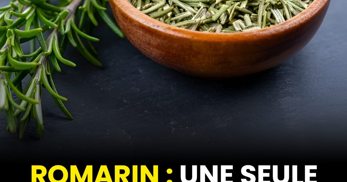 Le romarin : une plante aux utilisations étonnantes