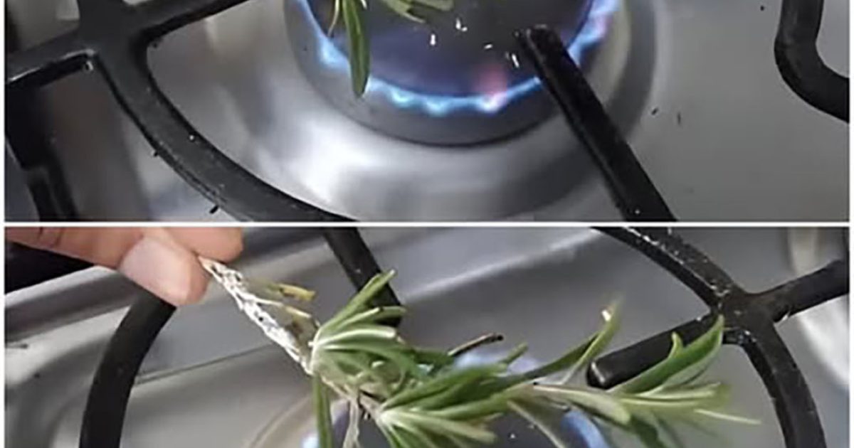 Le secret du romarin : comment sa fumée peut transformer l’atmosphère de votre maison et apaiser votre esprit