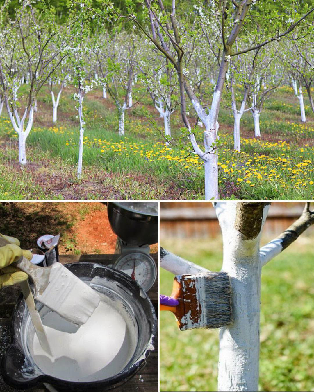 Le secret d’un verger en pleine santé : pourquoi et comment chauler les arbres fruitiers au printemps