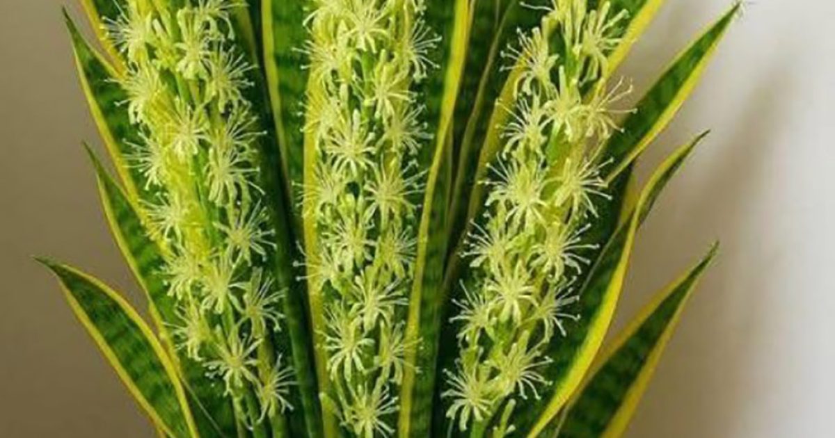 Le secret méconnu de la langue de belle-mère (Sansevieria) : une plante aux bienfaits surprenants