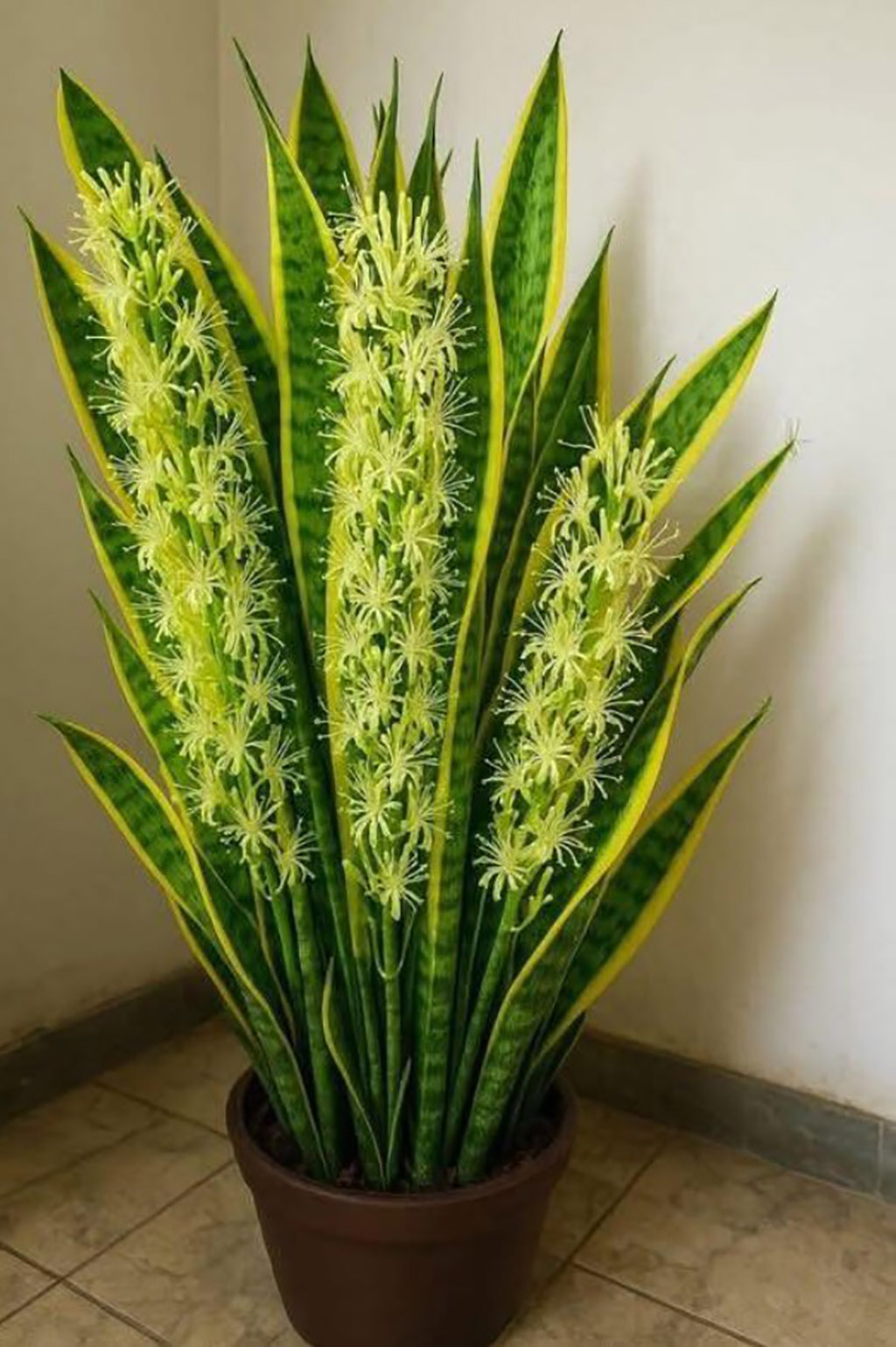 Le secret méconnu de la langue de belle-mère (Sansevieria) : une plante aux bienfaits surprenants