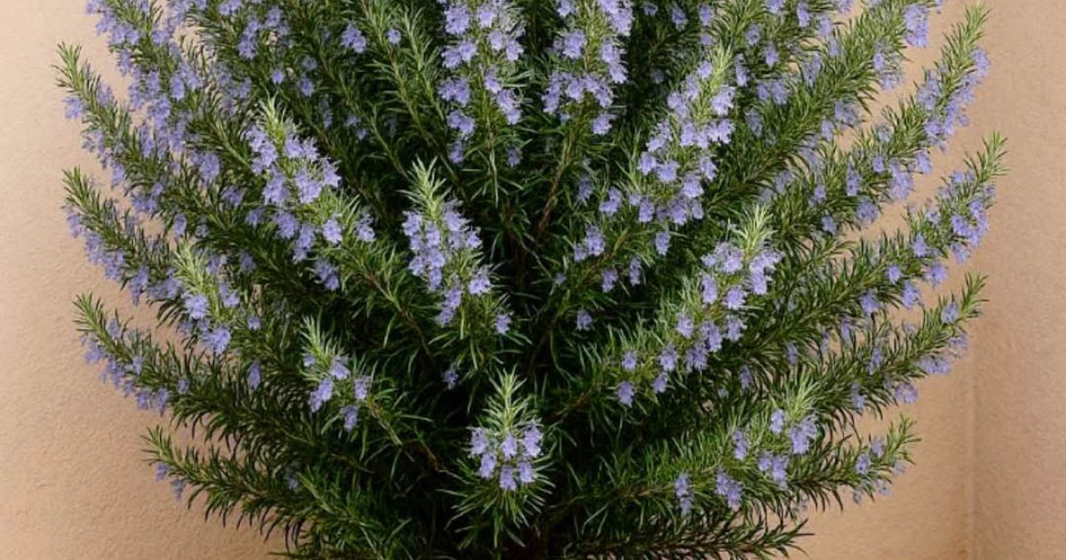 Le secret pour faire pousser du romarin chez soi et parfumer tout votre intérieur