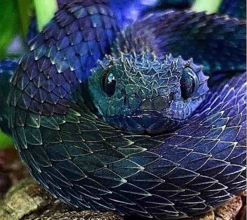 Mettez votre vue à l’épreuve : ce serpent caché dans une photo défie les regards les plus aiguisés