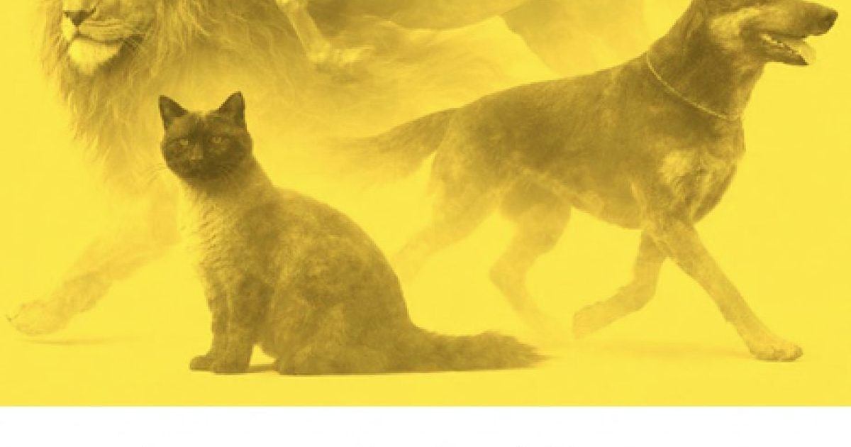 Le test de Carl Jung : l’animal que vous voyez en premier révélera votre personnalité cachée