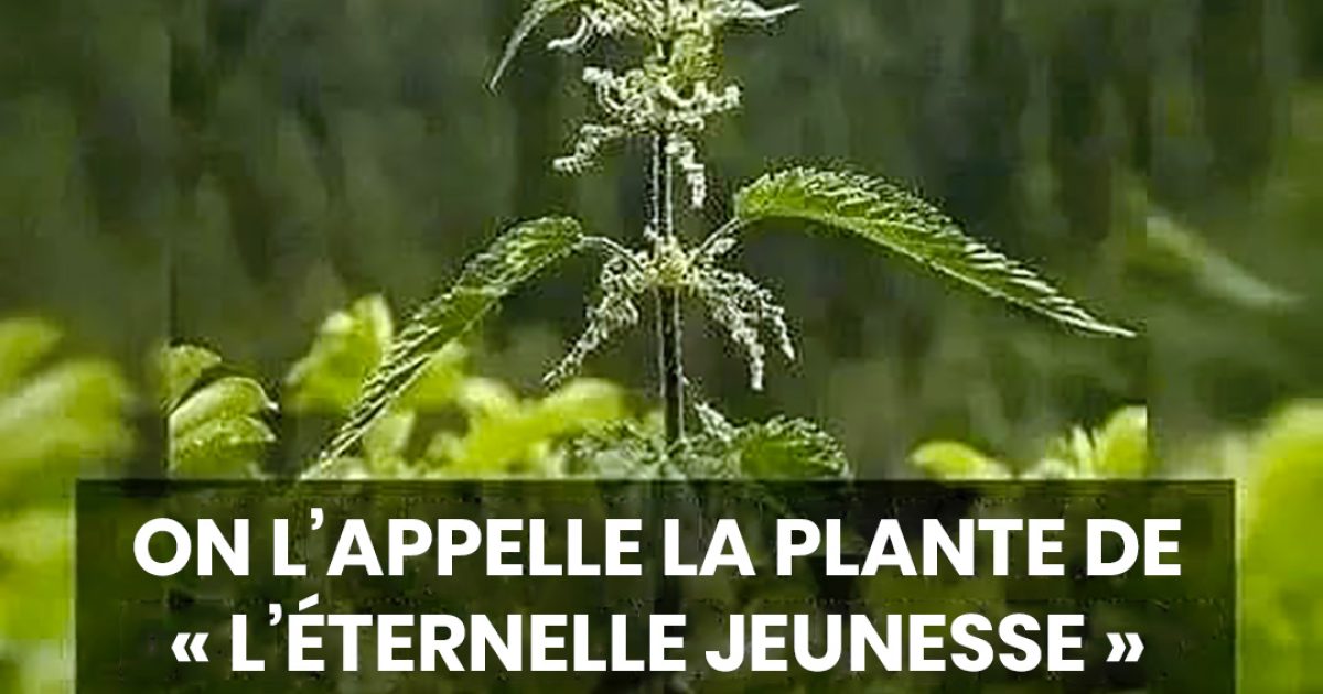 Le Thé de la Jeunesse : il régénère et nourrit vos cellules de la tête aux pieds