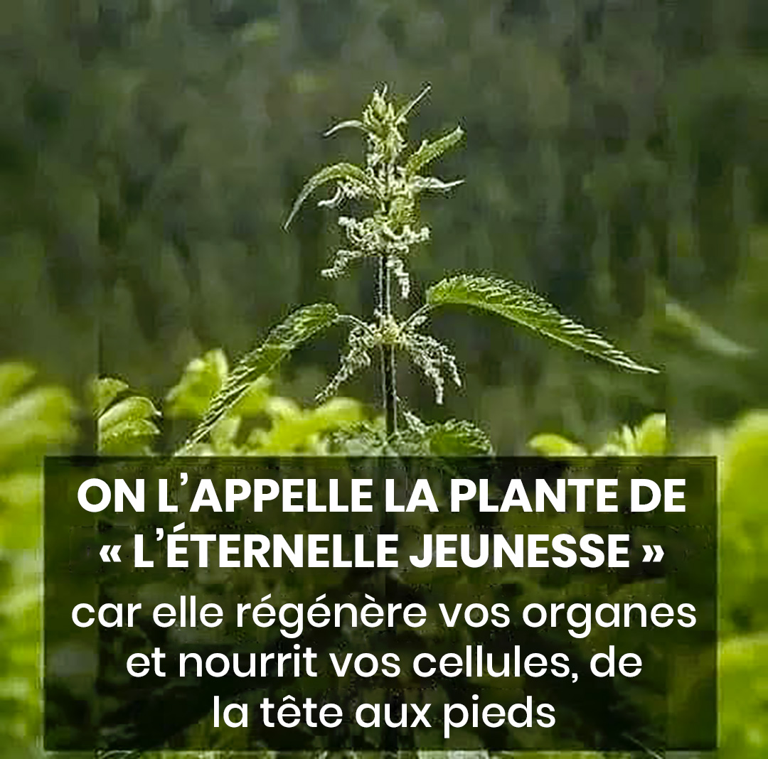 Le Thé de la Jeunesse : il régénère et nourrit vos cellules de la tête aux pieds