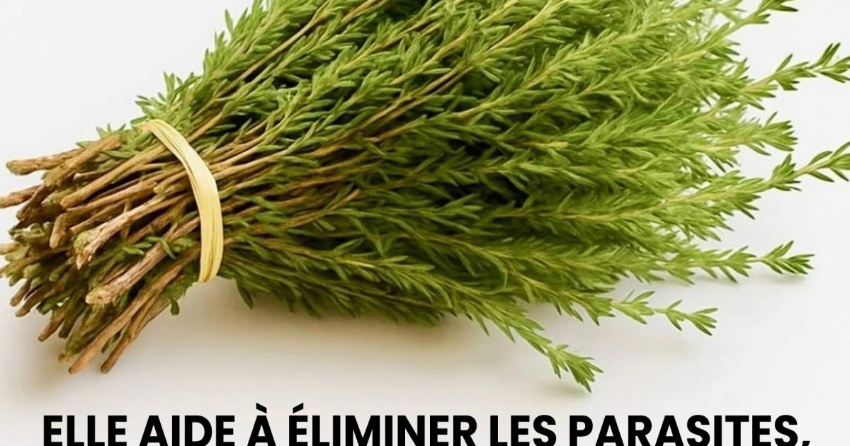 Le thym, petite plante mais grand remède, protège naturellement le corps contre les virus, les parasites et l’inflammation