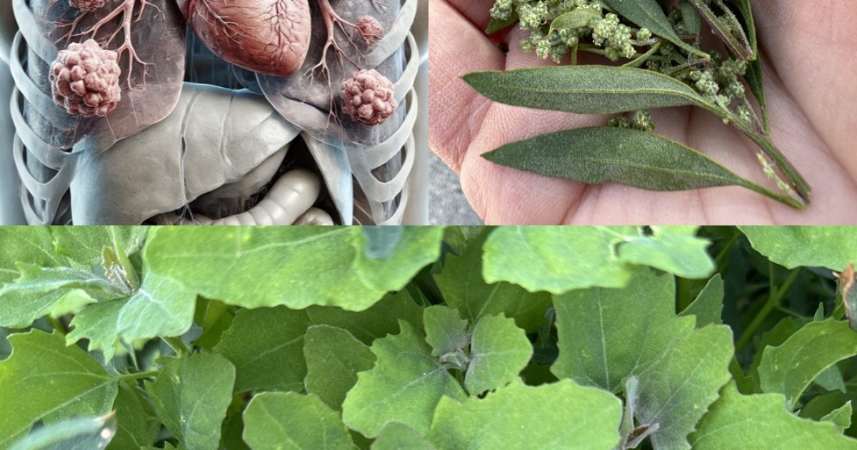 L’épinard sauvage (chénopode) : ses secrets de santé et de cuisine enfin révélés