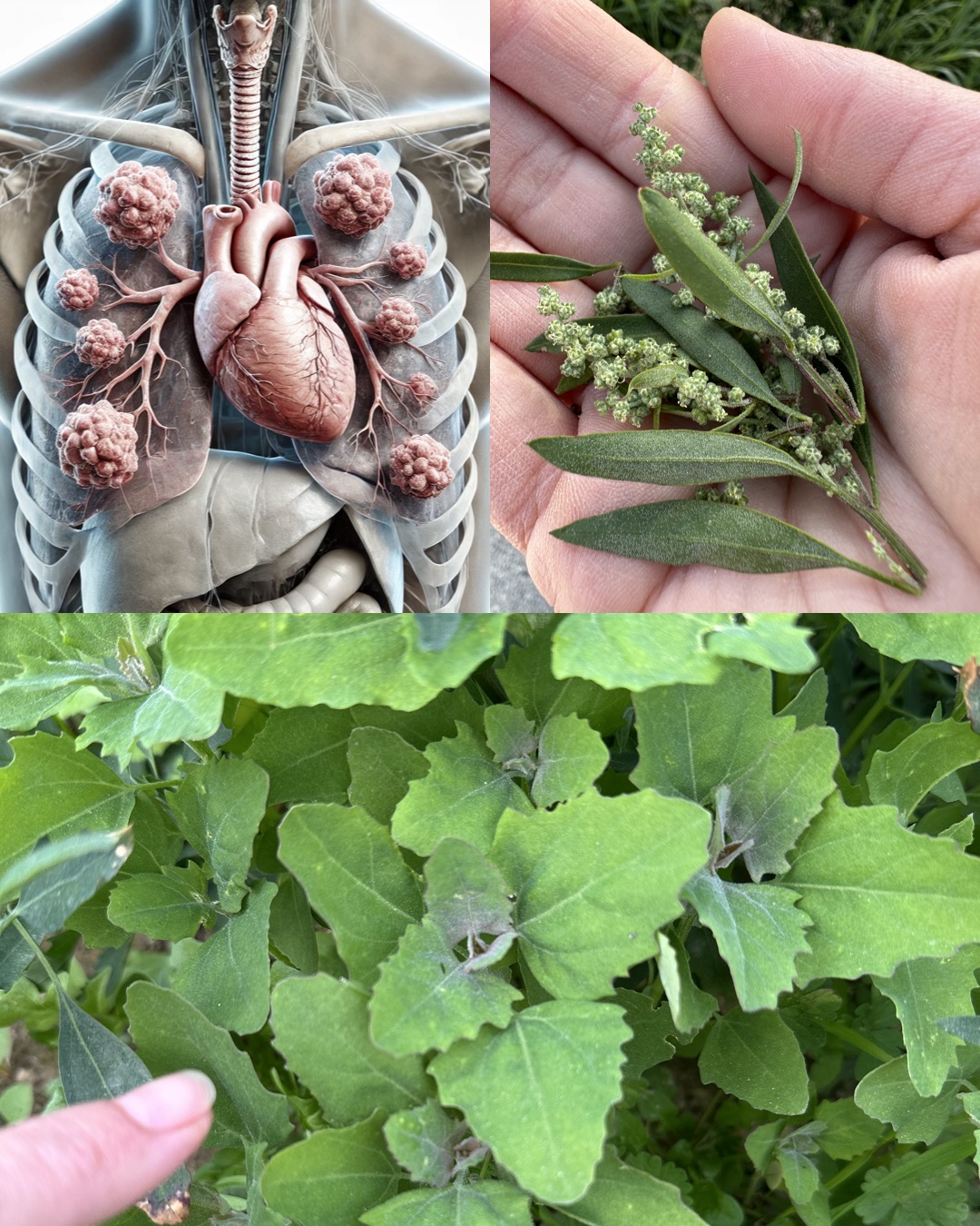 L’épinard sauvage (chénopode) : ses secrets de santé et de cuisine enfin révélés