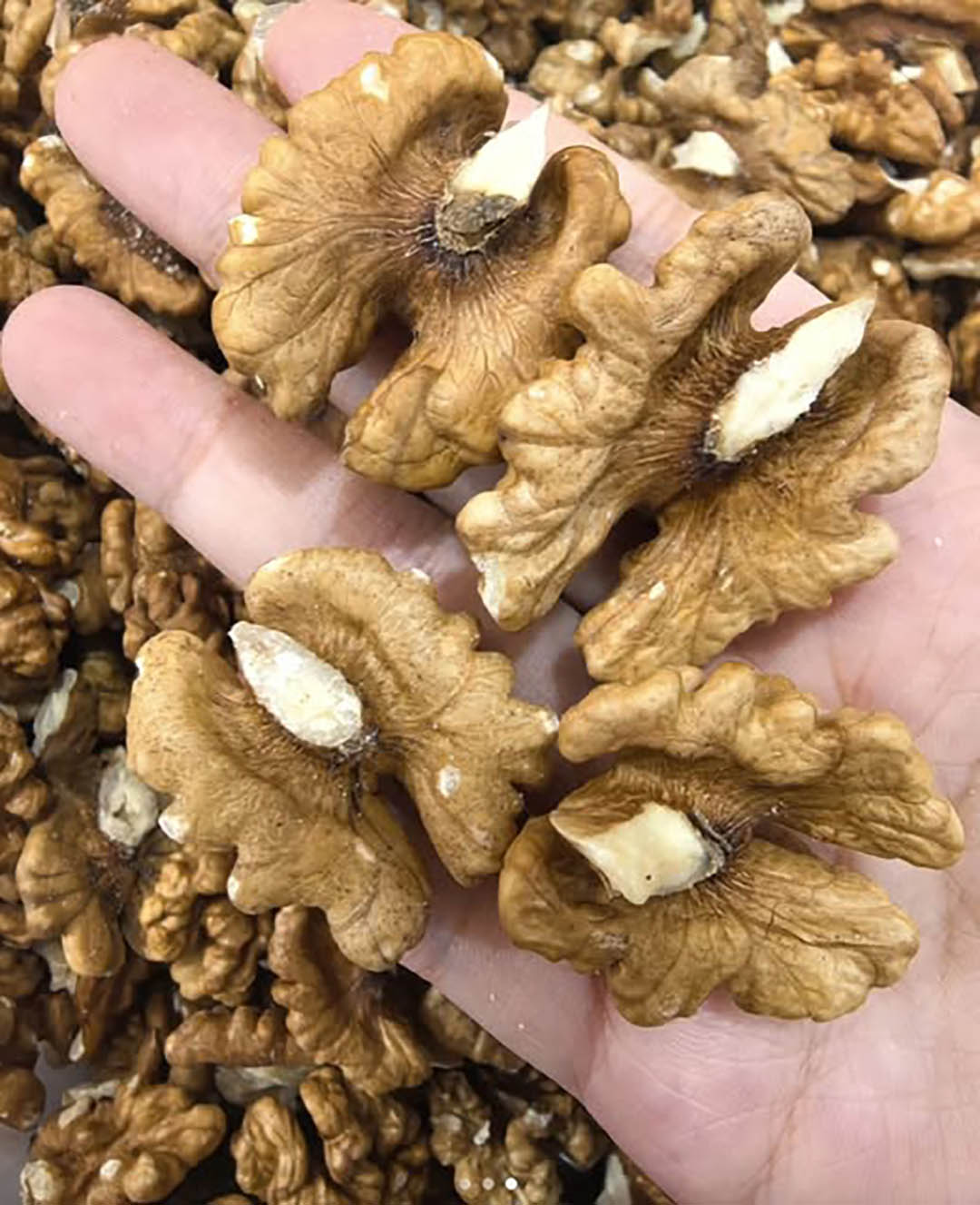 Les bienfaits prouvés des noix sur la santé, quantité idéale à consommer, et plus encore —(selon la science)