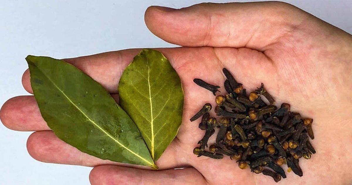 Les feuilles de laurier et les clous de girofle soulagent de nombreuses affections