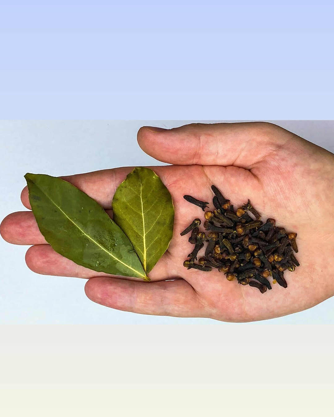 Les feuilles de laurier et les clous de girofle soulagent de nombreuses affections