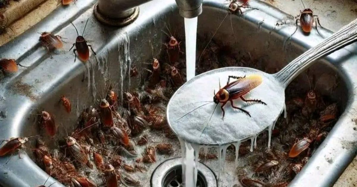 Les meilleures solutions pour éliminer les cafards de chez vous