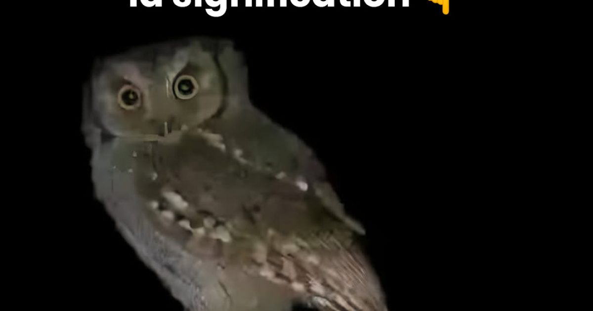 Les secrets fascinants des hiboux : mythes, symboles et bienfaits