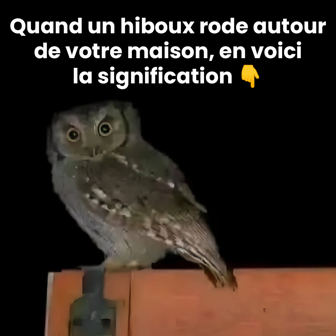 Les secrets fascinants des hiboux : mythes, symboles et bienfaits