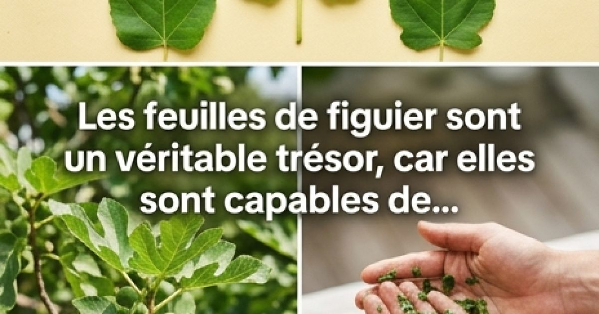 Les vertus cachées des feuilles de figuier : un remède naturel pour le diabète, la digestion et bien plus encore