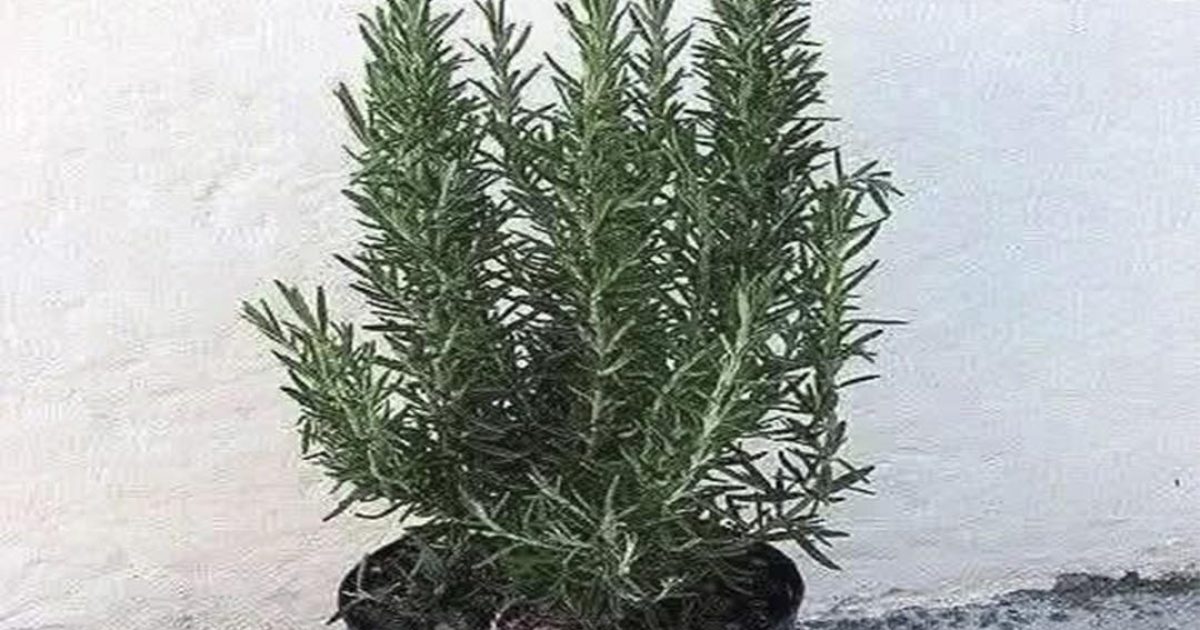 Les vertus thérapeutiques du romarin : un secret naturel intemporel