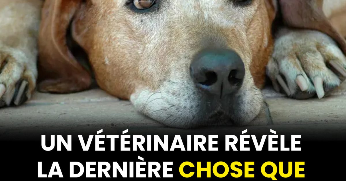 Les vétérinaires révèlent la dernière chose que font tous les animaux de compagnie avant d’être euthanasiés — et c’est déchirant