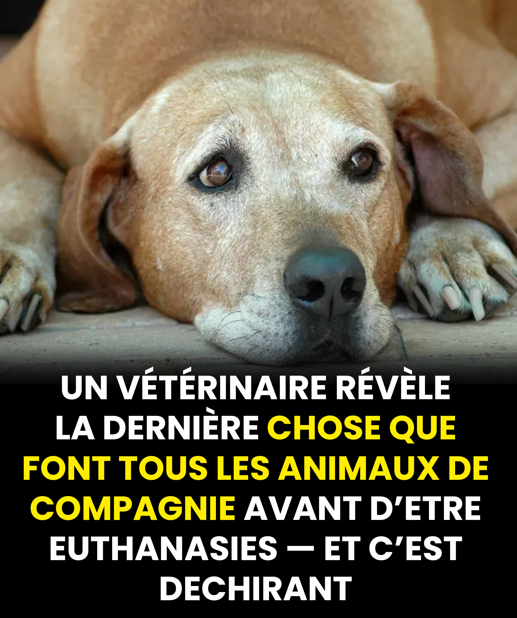 Les vétérinaires révèlent la dernière chose que font tous les animaux de compagnie avant d’être euthanasiés — et c’est déchirant