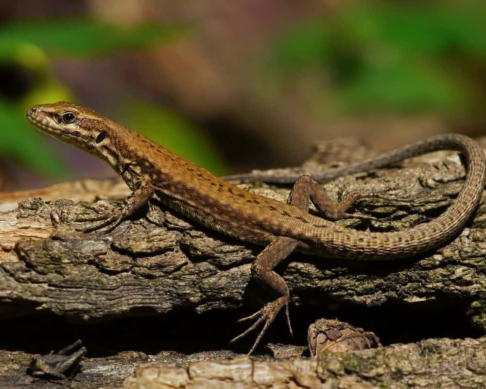 Lézard dans un jardin