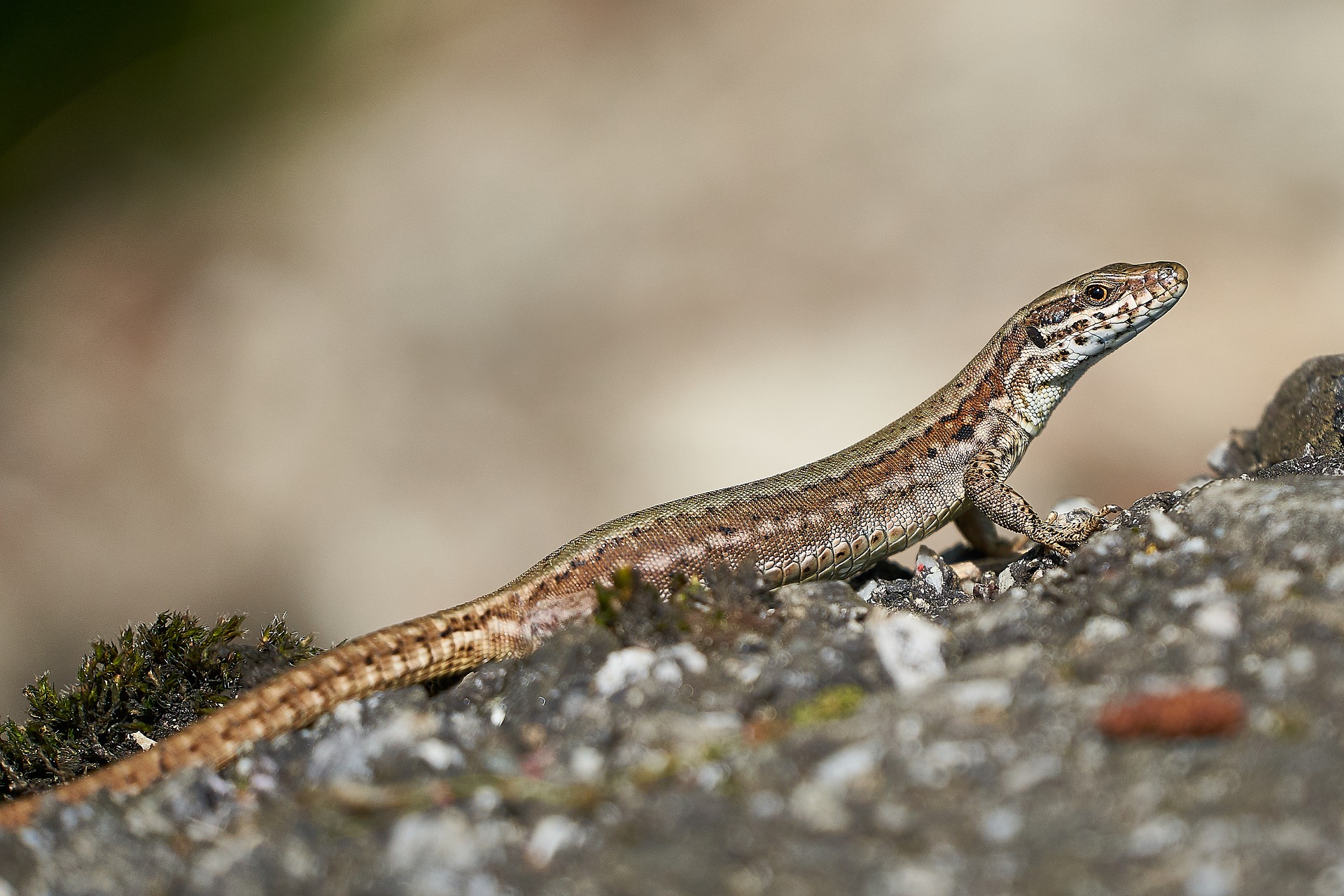 Lézard sur un mur ensoleillé