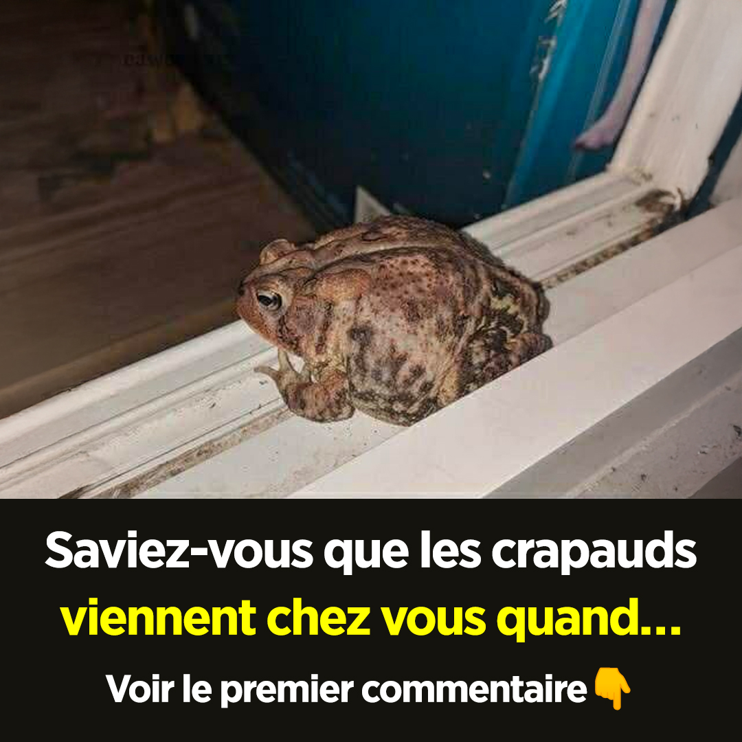 Lorsque les crapauds viennent chez vous, en voici la signification