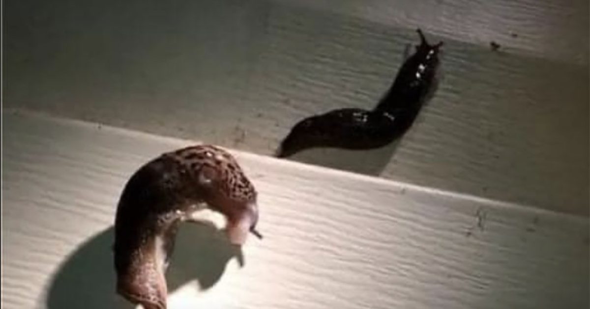 Lorsque les limaces arrivent dans notre maison, elles nous avertissent que quelque chose doit changer