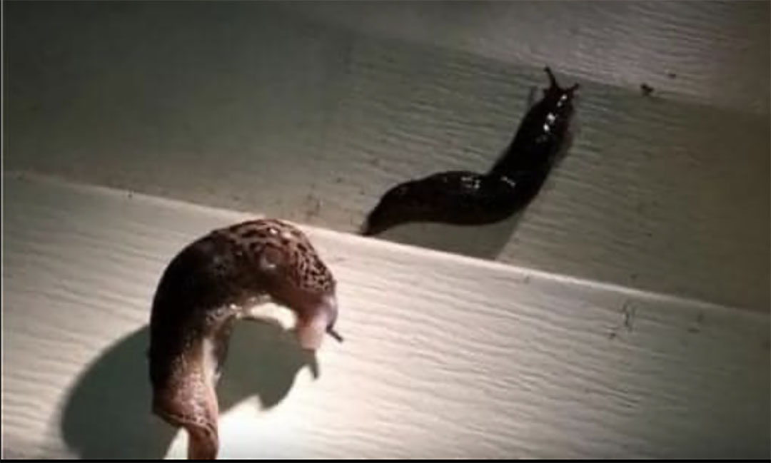 Lorsque les limaces arrivent dans notre maison, elles nous avertissent que quelque chose doit changer