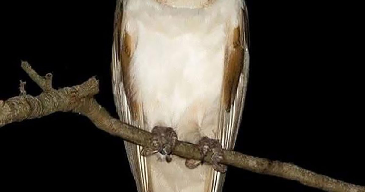 Lorsque vous voyez une chouette tourner autour de votre maison, voici ce que cela signifie