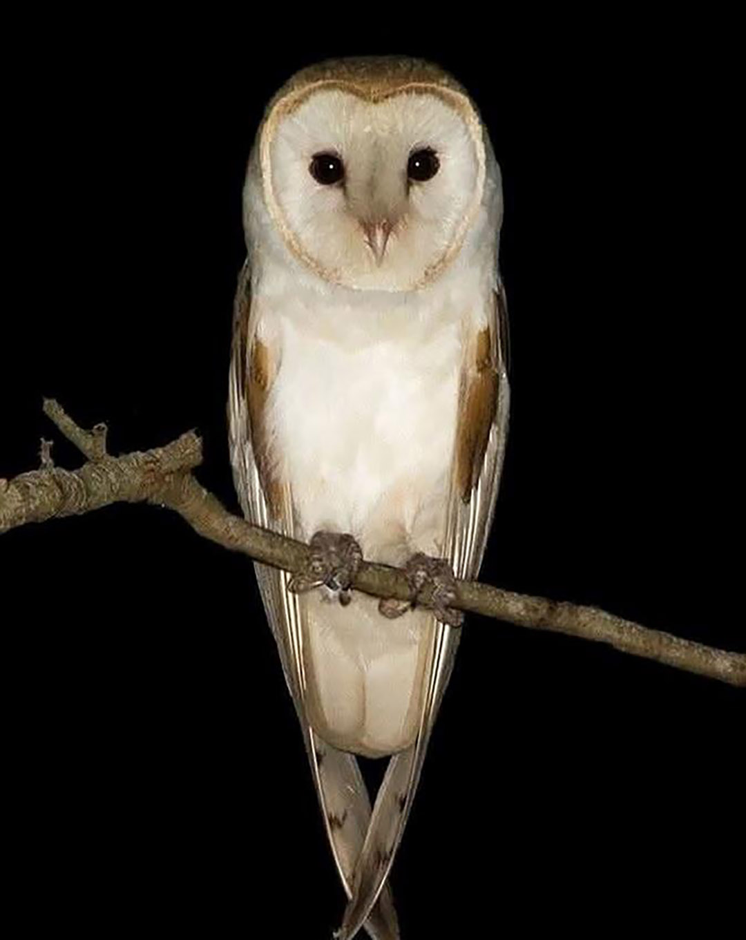 Lorsque vous voyez une chouette tourner autour de votre maison, voici ce que cela signifie