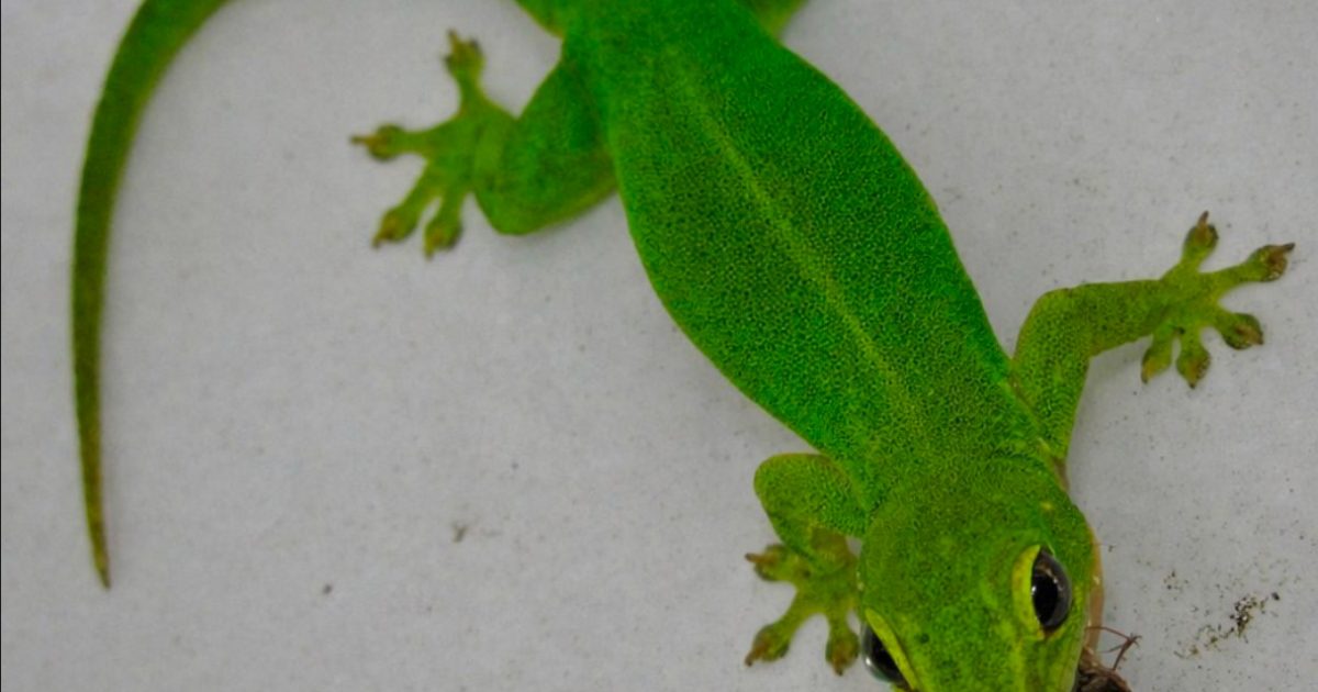 Lorsqu'un lézard visite votre maison, en voici la signification…