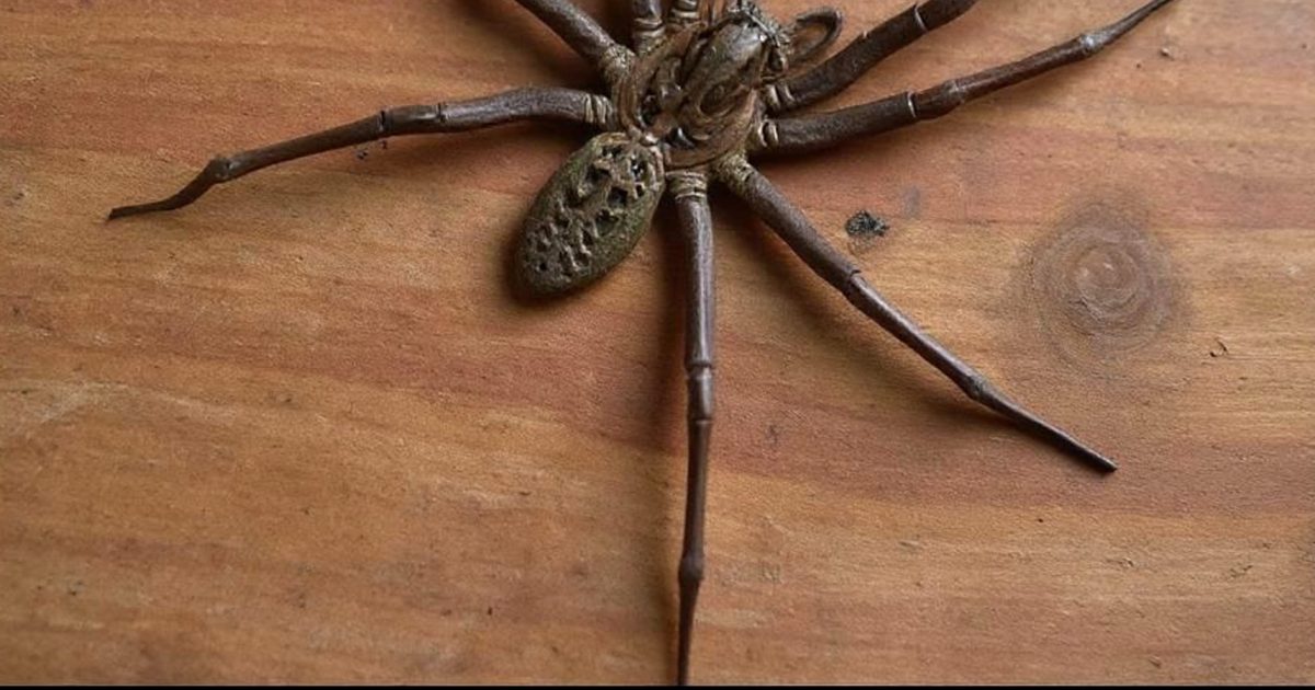 Lorsqu'une araignée visite votre maison, en voici l’explication
