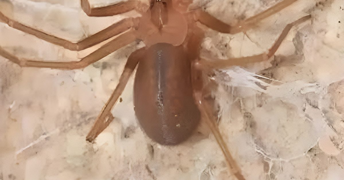 Lorsqu'une araignée visite votre maison : voici ce que l'Univers essaie de vous dire
