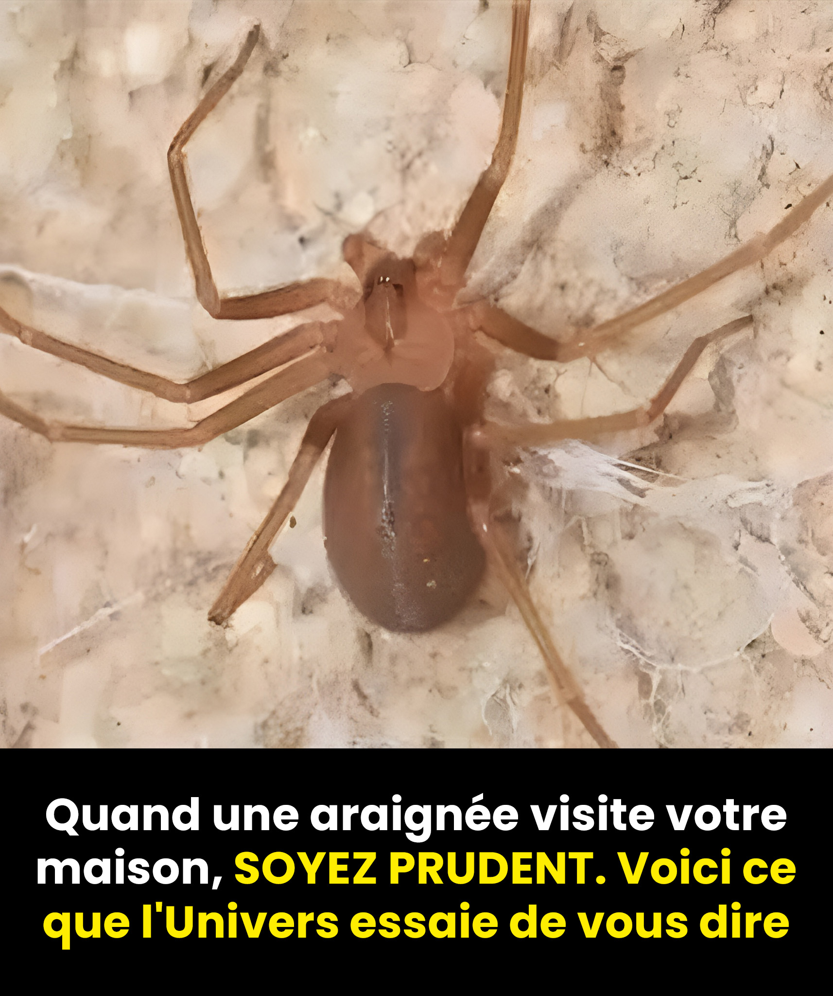 Lorsqu'une araignée visite votre maison : voici ce que l'Univers essaie de vous dire
