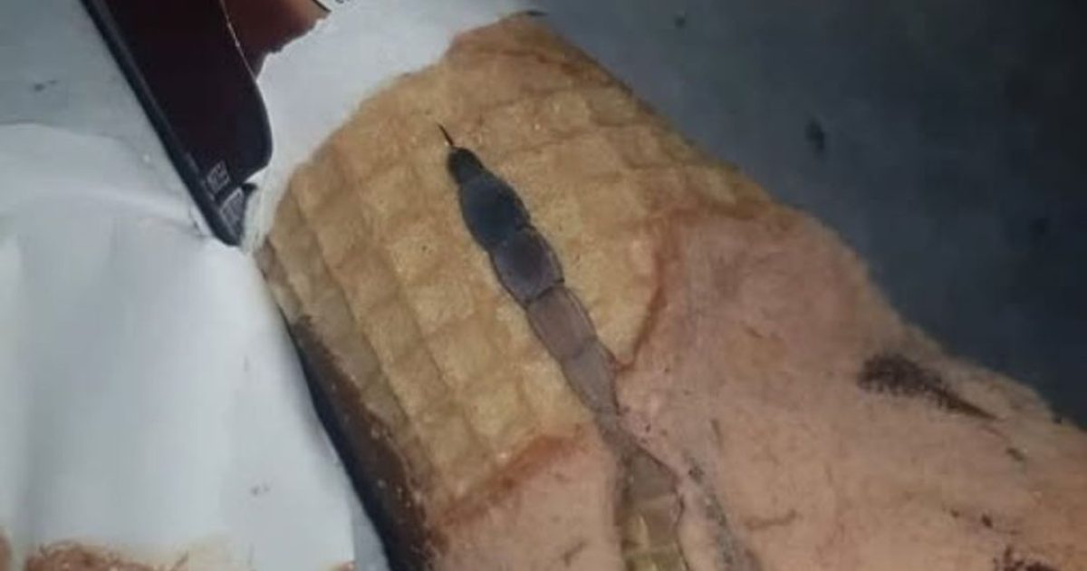 Ma fille a ouvert un paquet de glace au chocolat et a trouvé quelque chose d’étrange à l’intérieur. Nous avons été stupéfaits en découvrant ce que c’était !