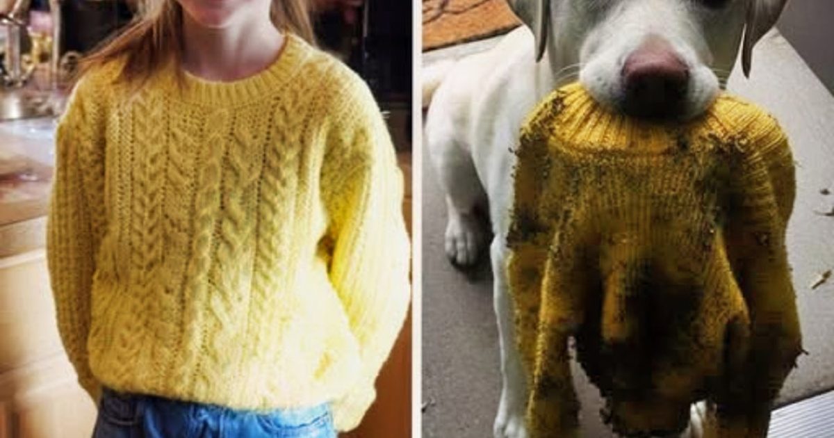 Ma fille de 10 ans est décédée… puis notre chien a retrouvé son pull et m’a menée vers une découverte totalement inimaginable