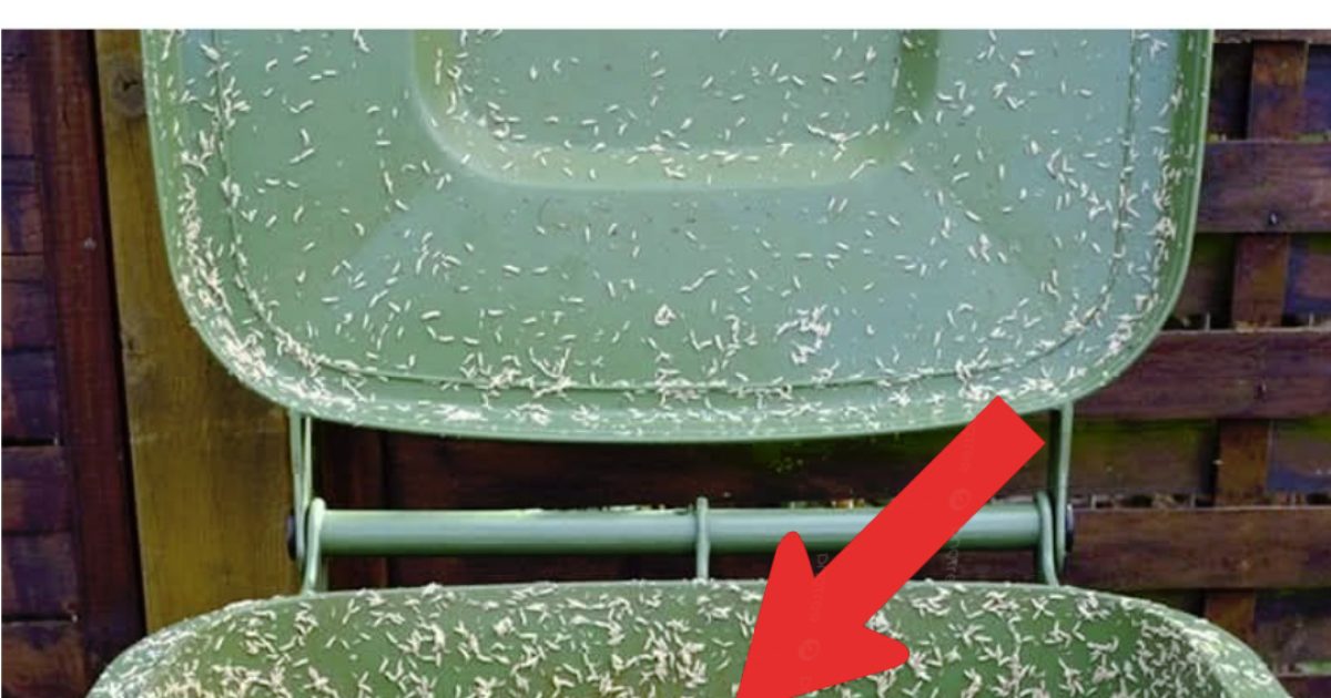 Ma grand-mère m’a appris cette astuce pour empêcher les asticots d’envahir la poubelle. Cela demande presque aucun effort. Voici comment ça marche
